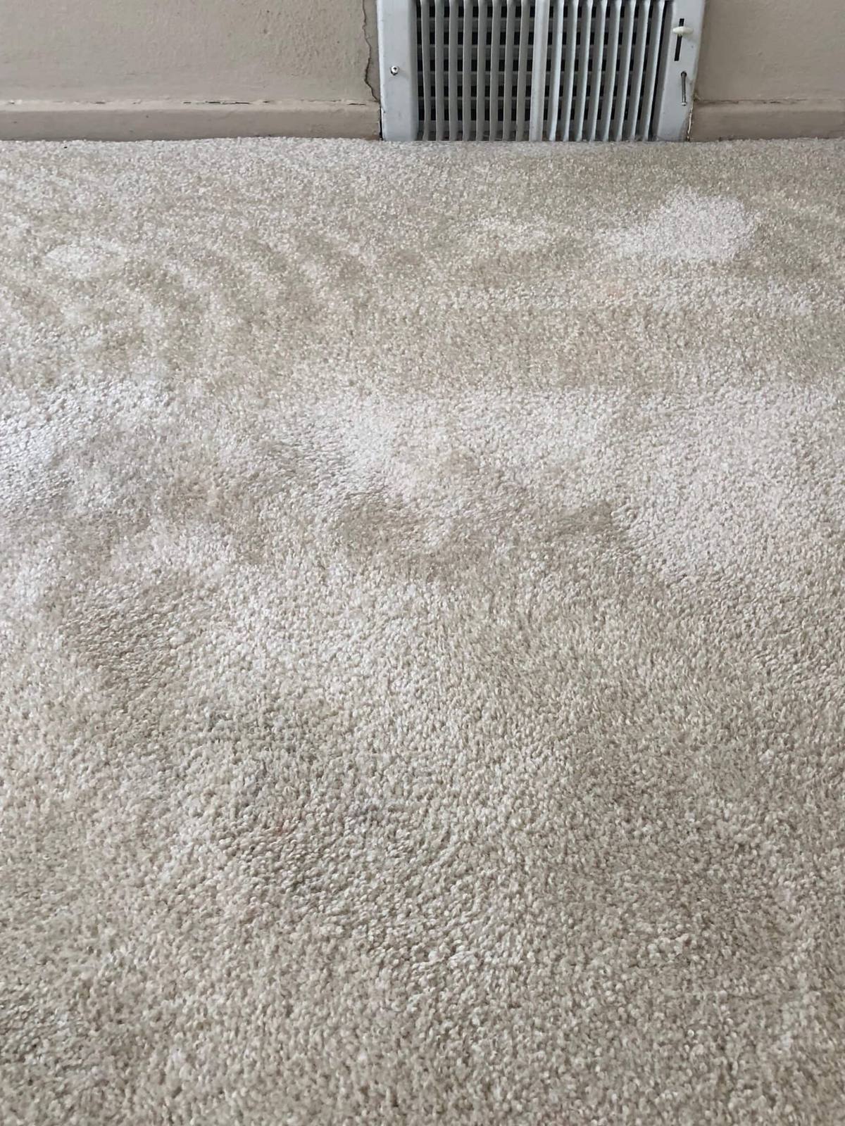 Carpet after professional cleaning