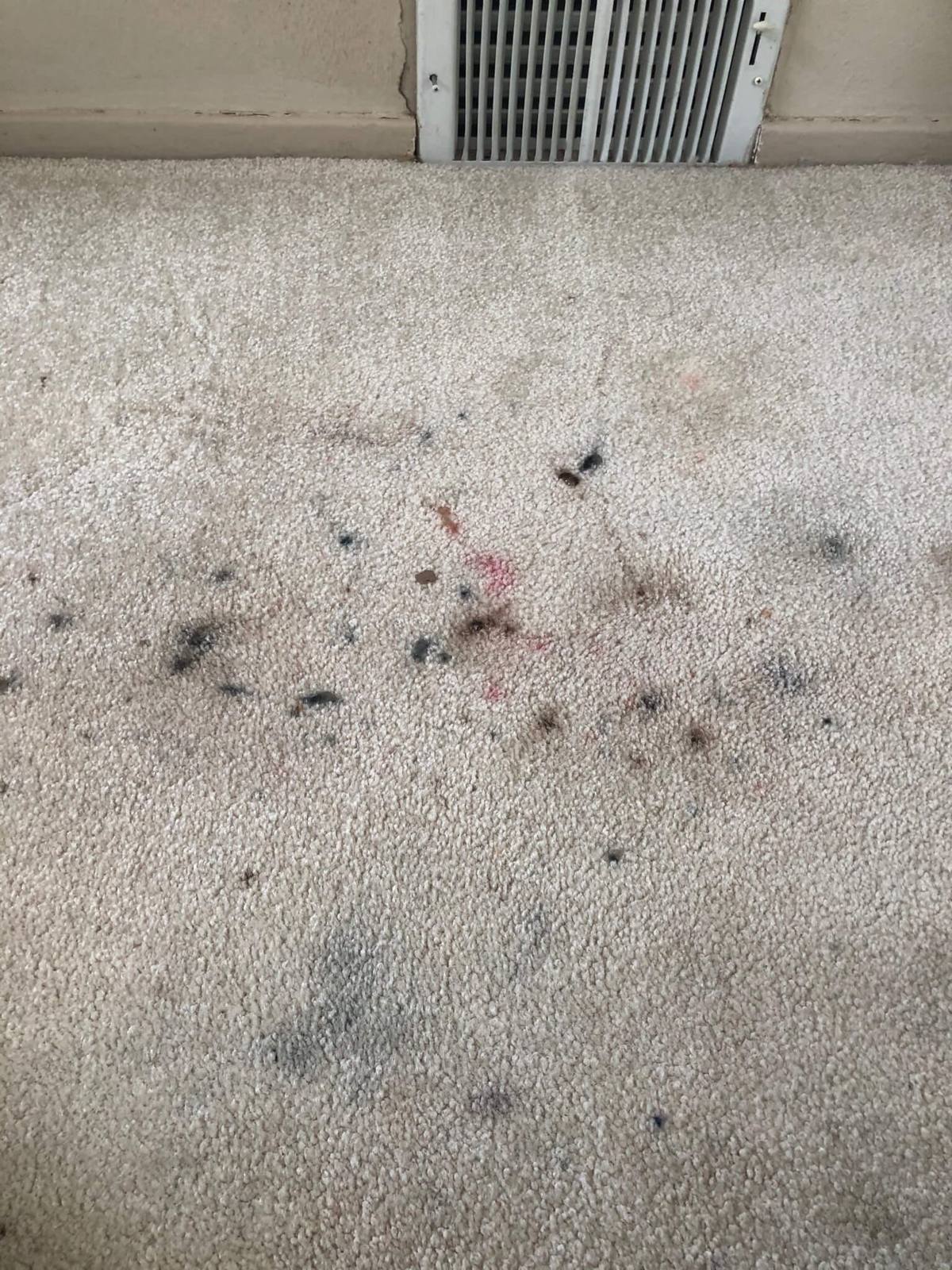 Carpet before professional cleaning